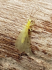 Alloperlini