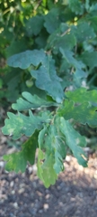 Quercus robur