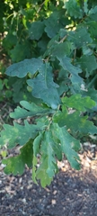 Quercus robur