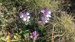 Scutellaria alpina