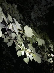 Tilia mongolica