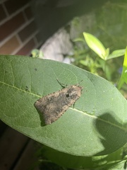 Peridroma saucia