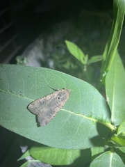 Peridroma saucia