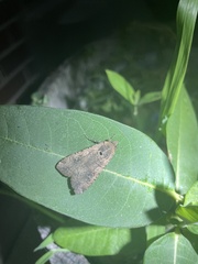 Peridroma saucia