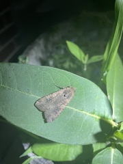 Peridroma saucia