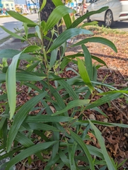 Acacia auriculiformis