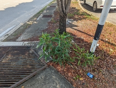 Acacia auriculiformis