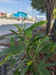 Acacia auriculiformis