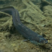 European Eel - Photo (c) Mattia, some rights reserved (CC BY-NC)