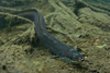 European Eel - Photo (c) Mattia, some rights reserved (CC BY-NC), uploaded by Mattia