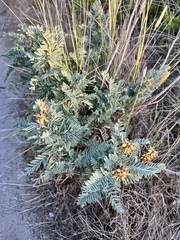 Astragalus pycnostachyus