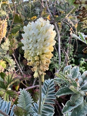 Astragalus pycnostachyus