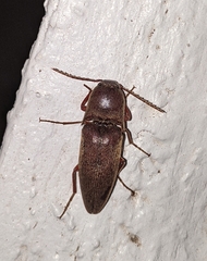Diplostethus texanus
