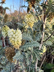 Astragalus pycnostachyus