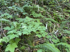 Actaea elata alpestris