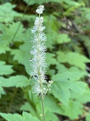 Actaea elata alpestris