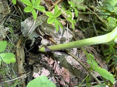 Actaea elata alpestris
