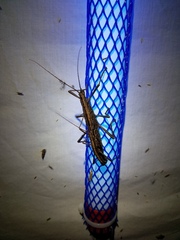 Anisomorpha ferruginea