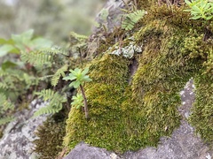 Peperomia leptophylla