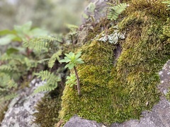 Peperomia leptophylla
