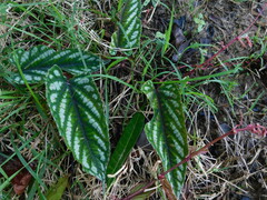 Cissus discolor