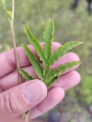 Potentilla longifolia
