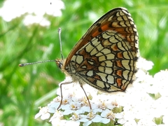 Melitaea celadussa