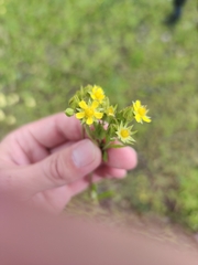 Potentilla longifolia