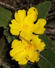 Hibbertia lasiopus