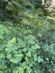 Actaea elata alpestris