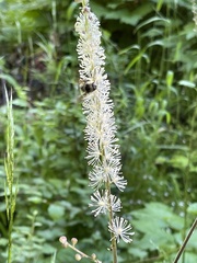 Actaea elata alpestris