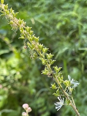 Actaea elata alpestris