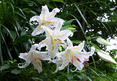 Lilium auratum
