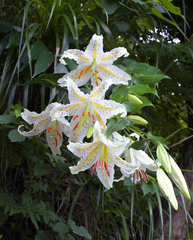 Lilium auratum