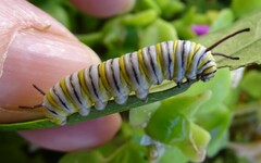 Danaus plexippus plexippus
