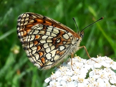 Melitaea celadussa