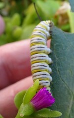 Danaus plexippus plexippus