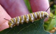 Danaus plexippus plexippus