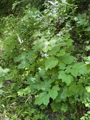 Actaea elata alpestris