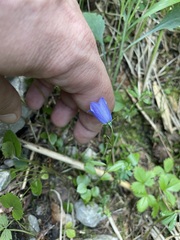 Campanula cochleariifolia