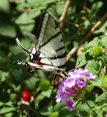 Protographium epidaus fenochionis