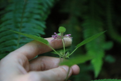 Stachys chamissonis cooleyae