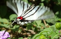 Protographium epidaus fenochionis