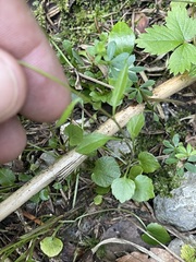Campanula cochleariifolia