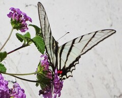Protographium epidaus fenochionis