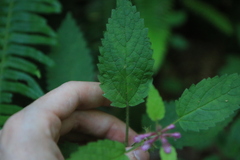 Stachys chamissonis cooleyae