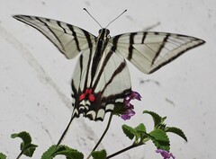 Protographium epidaus fenochionis