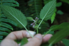 Stachys chamissonis cooleyae