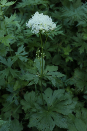 Carolina bugbane (Trautvetteria caroliniensis)