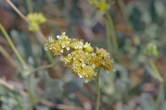 Parthenium argentatum
